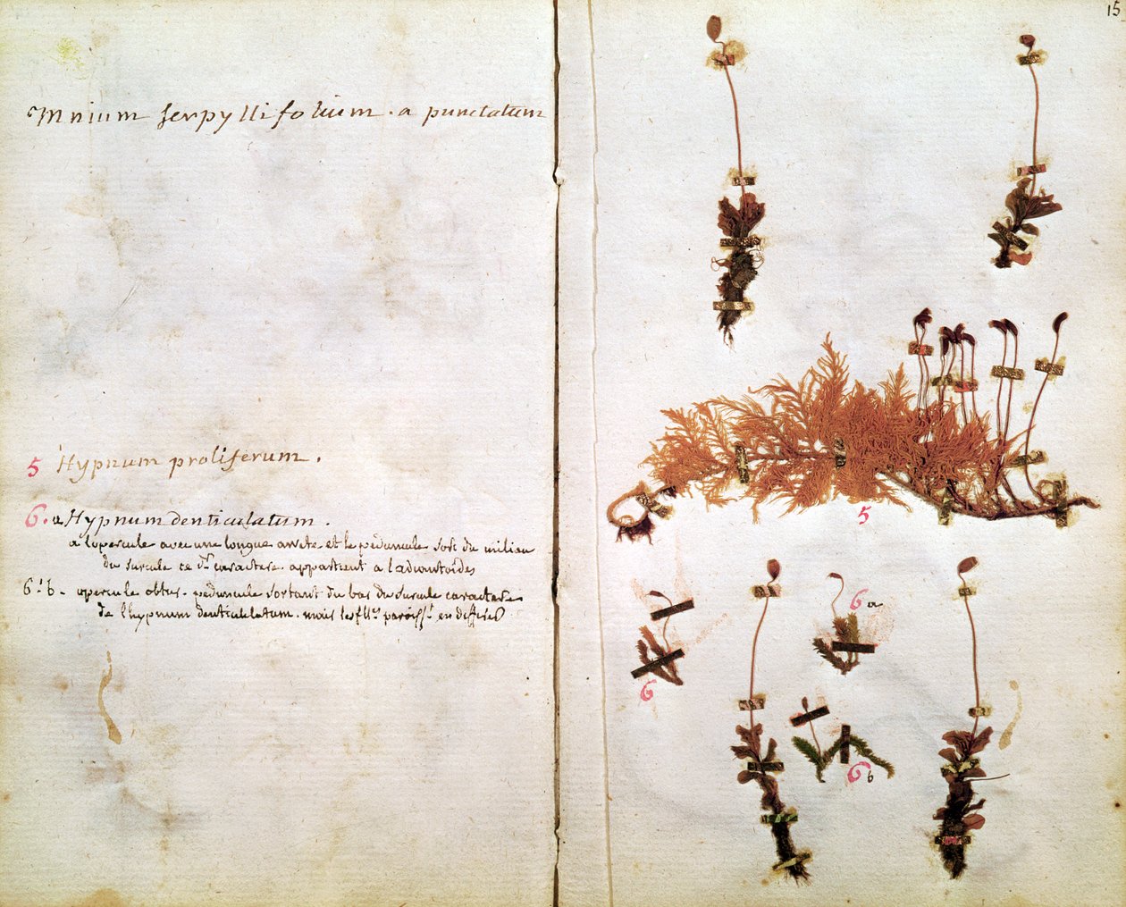 Page 15 from a Herbarium by Jean Jacques Rousseau