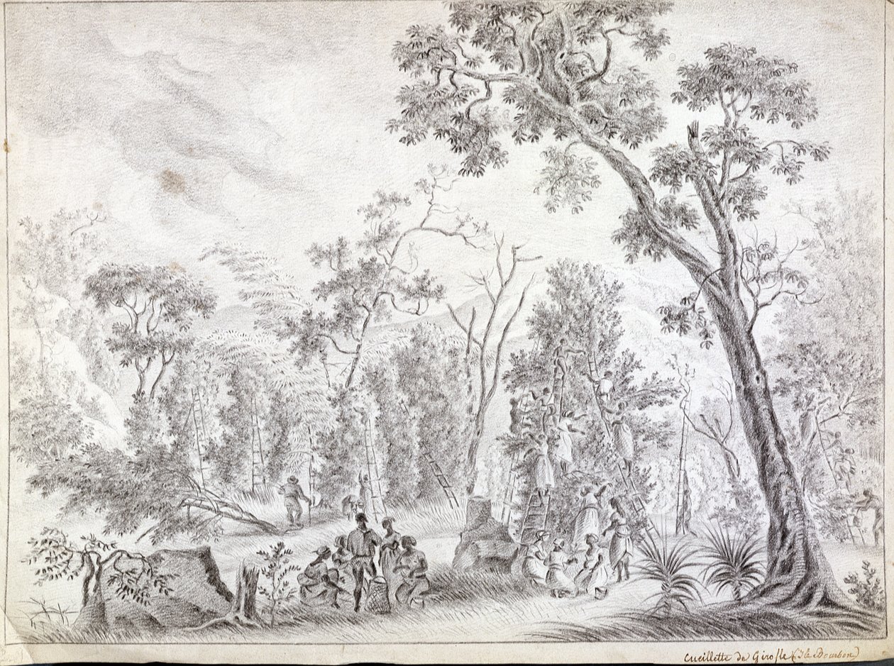 Harvesting Cloves in La Reunion, early nineteenth century by Jean Joseph Patu de Rosemont