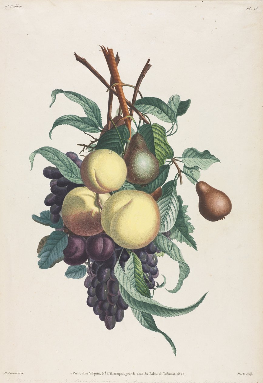 Collection of Flowers and Fruits: Branches of Rousselet, Peach, Plum, and Grape by Jean Louis Prevost