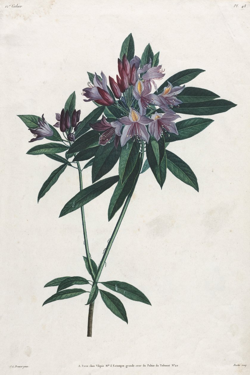Pontic Rhododendron by Jean Louis Prévost.