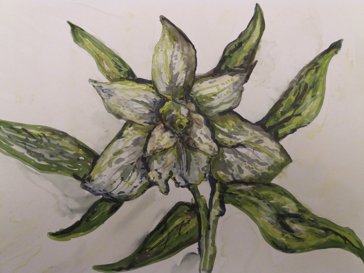 Green Orchid by Jeannette Stein