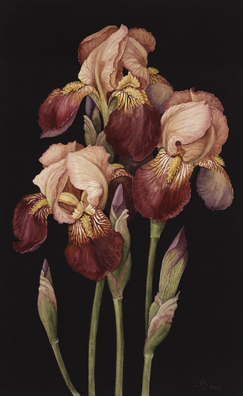 Irises by Jenny Barron