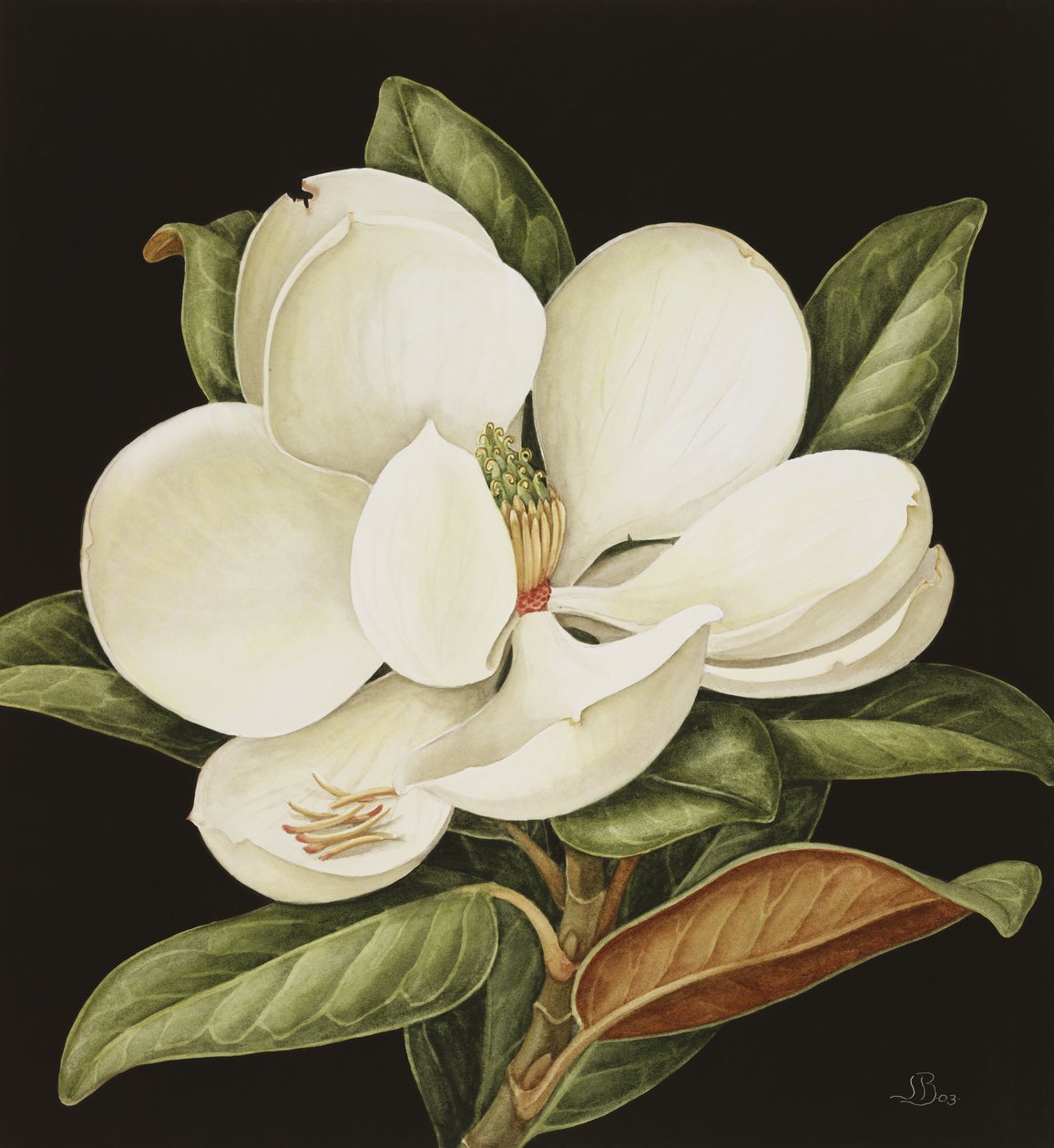 Magnolia Grandiflora by Jenny Barron