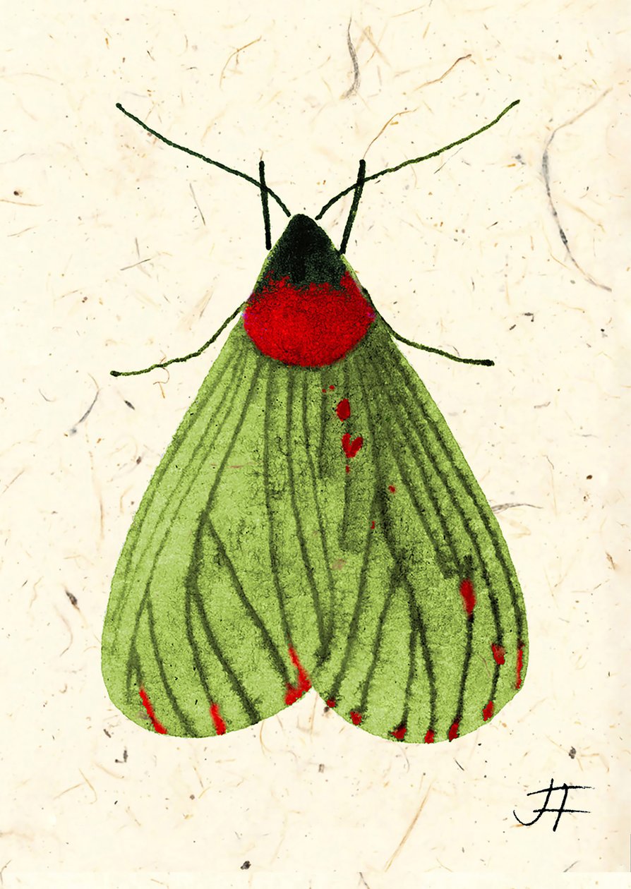 FlyMoth, 2024 by Jenny Frean
