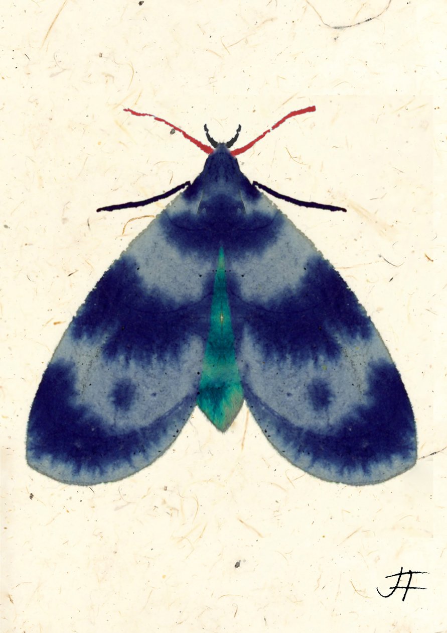 Indigo Moth, 2024 by Jenny Frean