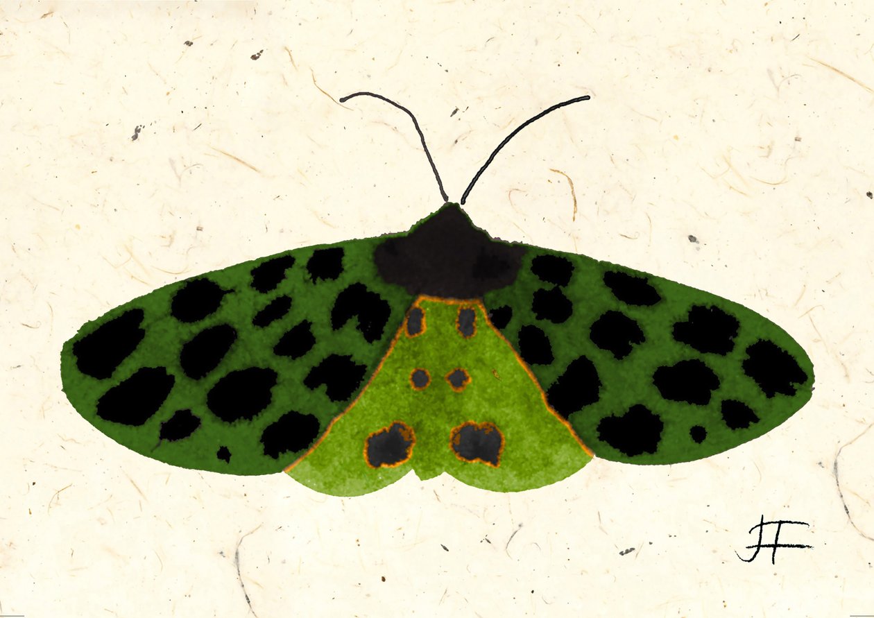 Tiger Moth, 2024 by Jenny Frean
