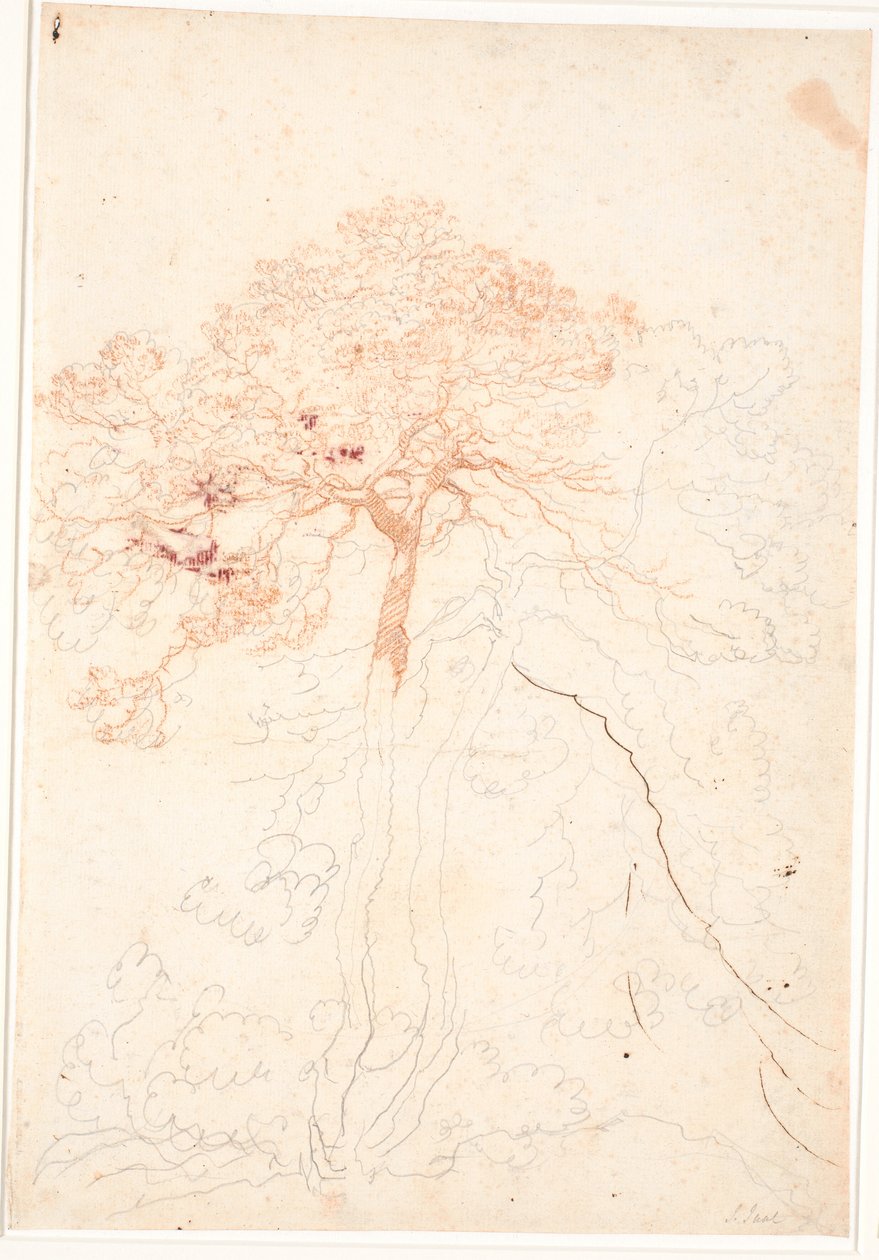 Study of two large pine trees by Jens Juel
