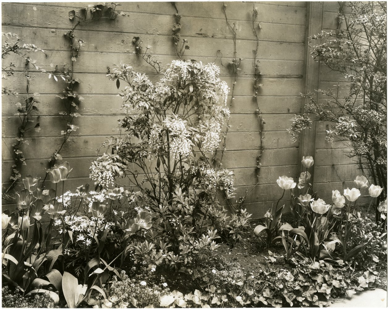 Mr & Mrs John Morgan, 39 W 11 St Center Andromeda plant, Greenwich Village, New York, USA, c.1939-40 by Jessie Tarbox Beals
