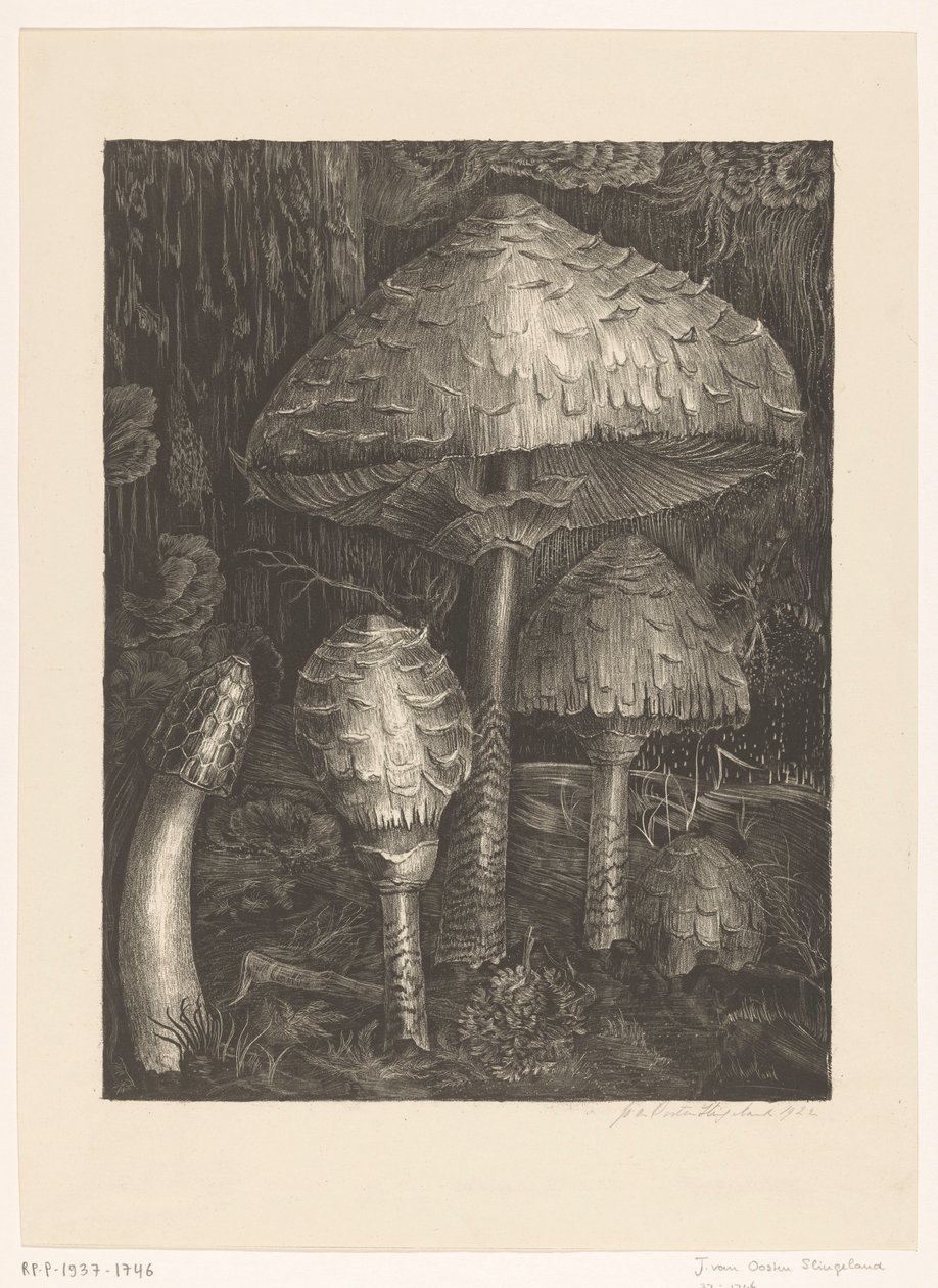 Mushrooms by Jo van Oosten Slingeland (signed by artist)