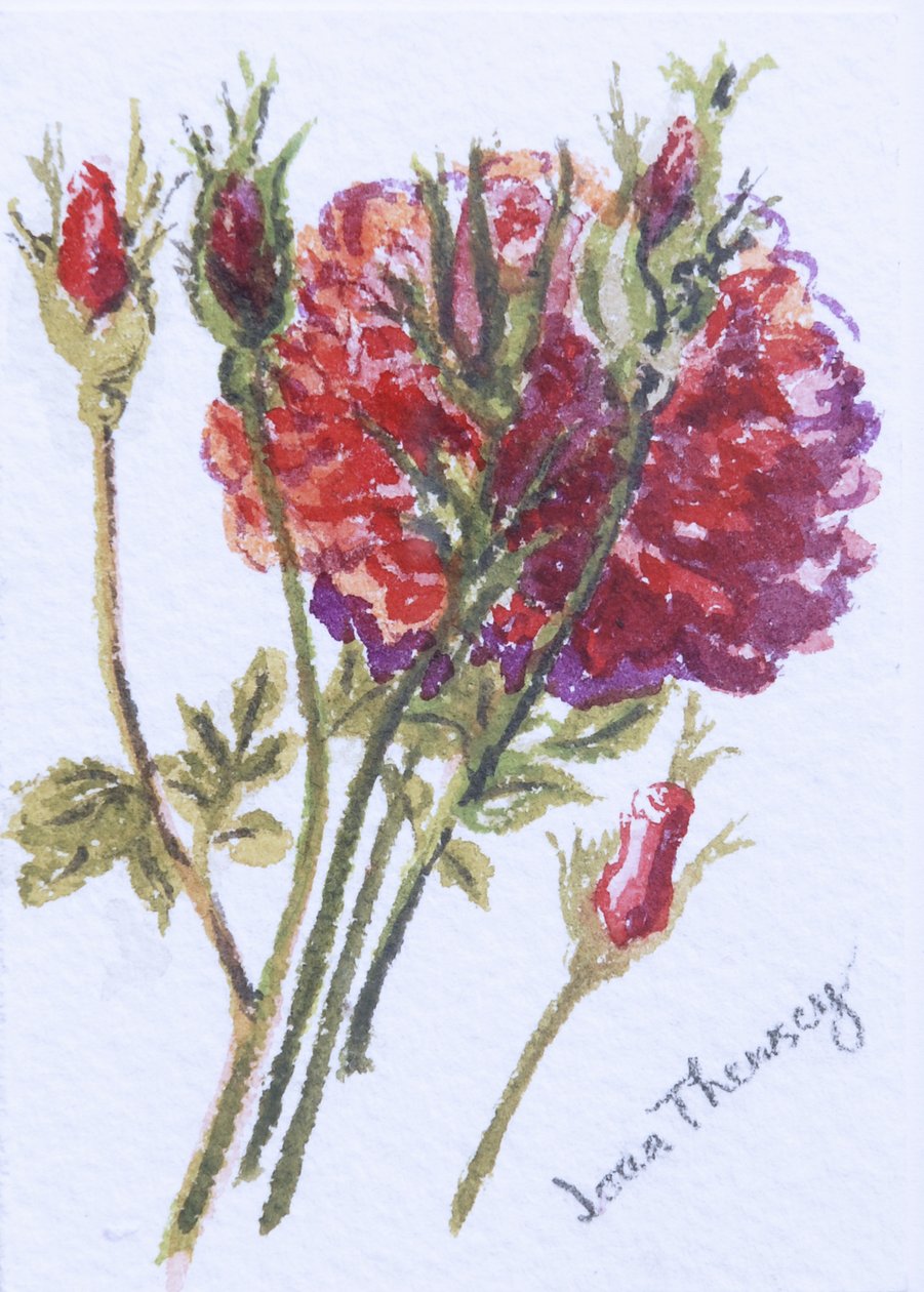Little Red Roses by Joan Thewsey