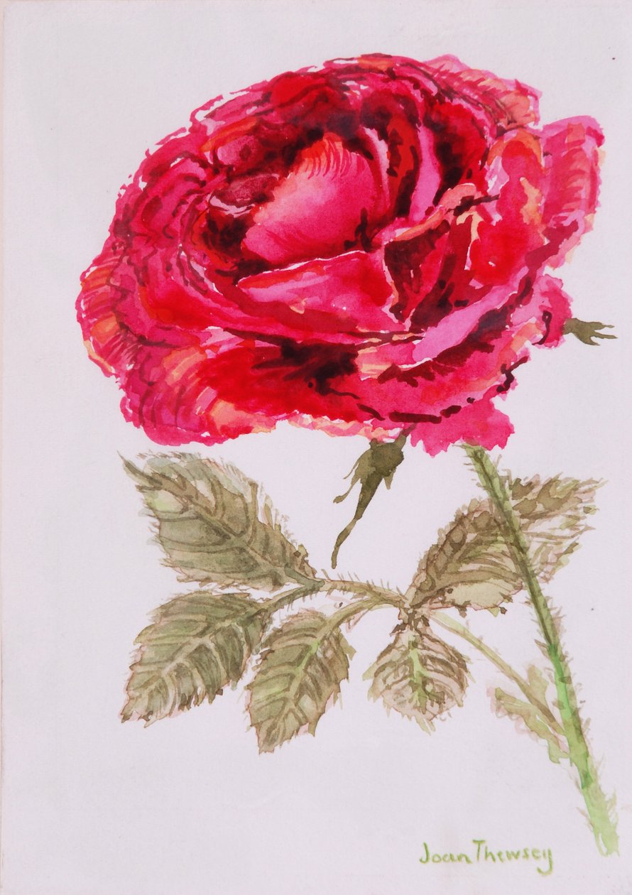 A Red Rose by Joan Thewsey