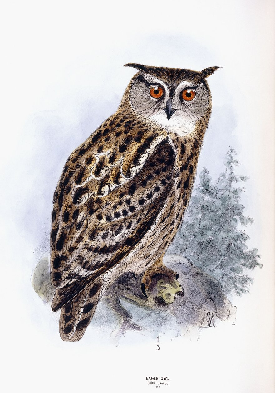 Eagle Owl by Johan Gerard Keulemans