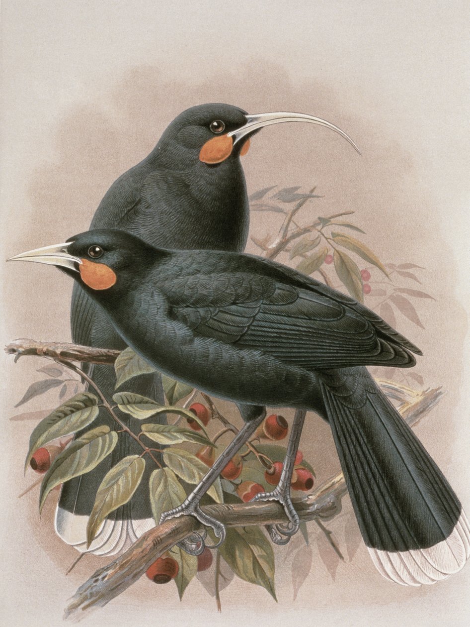 Huia, Illustration from 