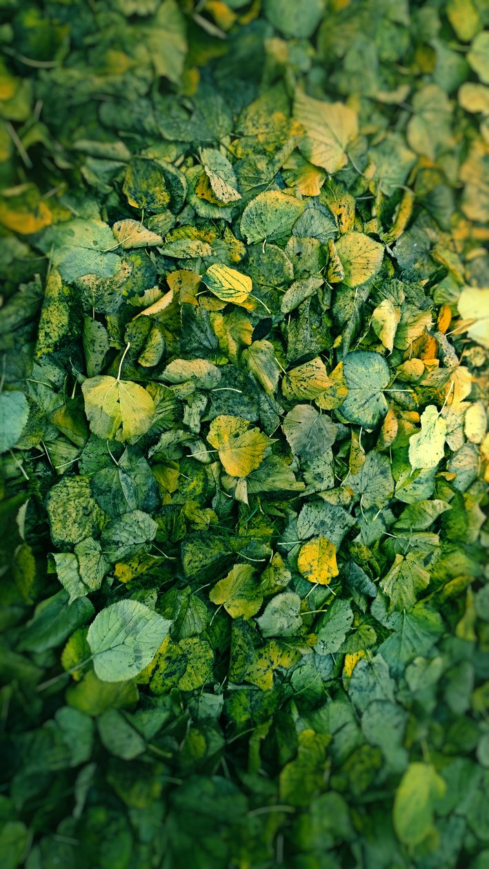 Leaf by Johan Lilja
