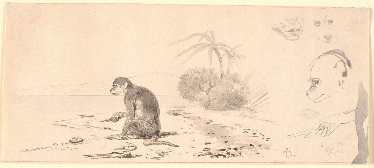 The Monkey. Studies of Monkey Heads, etc.