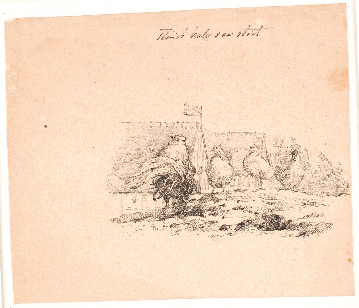 The Rooster. Illustration for Kaalund