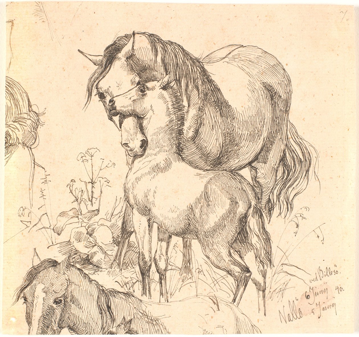 The Mare and the Foal, Currently Horse Study (Back and Head) and Ears of a Foal by Johan Thomas Lundbye