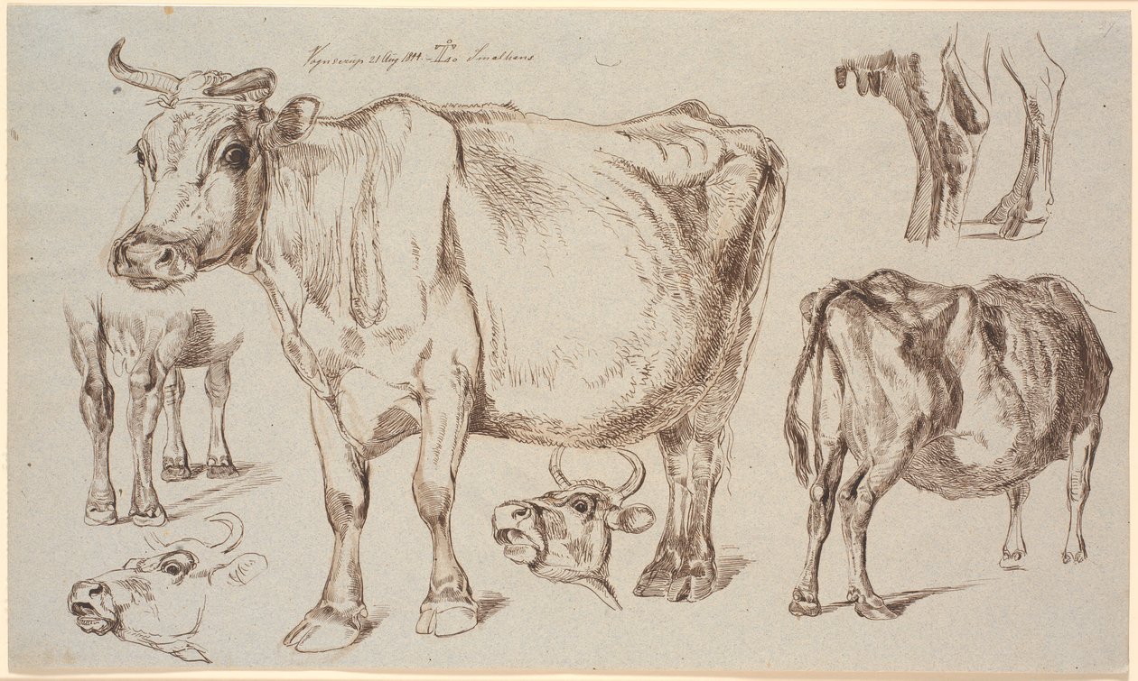 Study Sheet from Vognserup. Various Studies of a Cow by Johan Thomas Lundbye