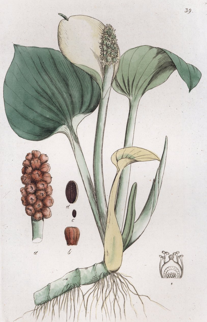 Bog Arum Calla palustris by Johan Wilhelm Palmstruch