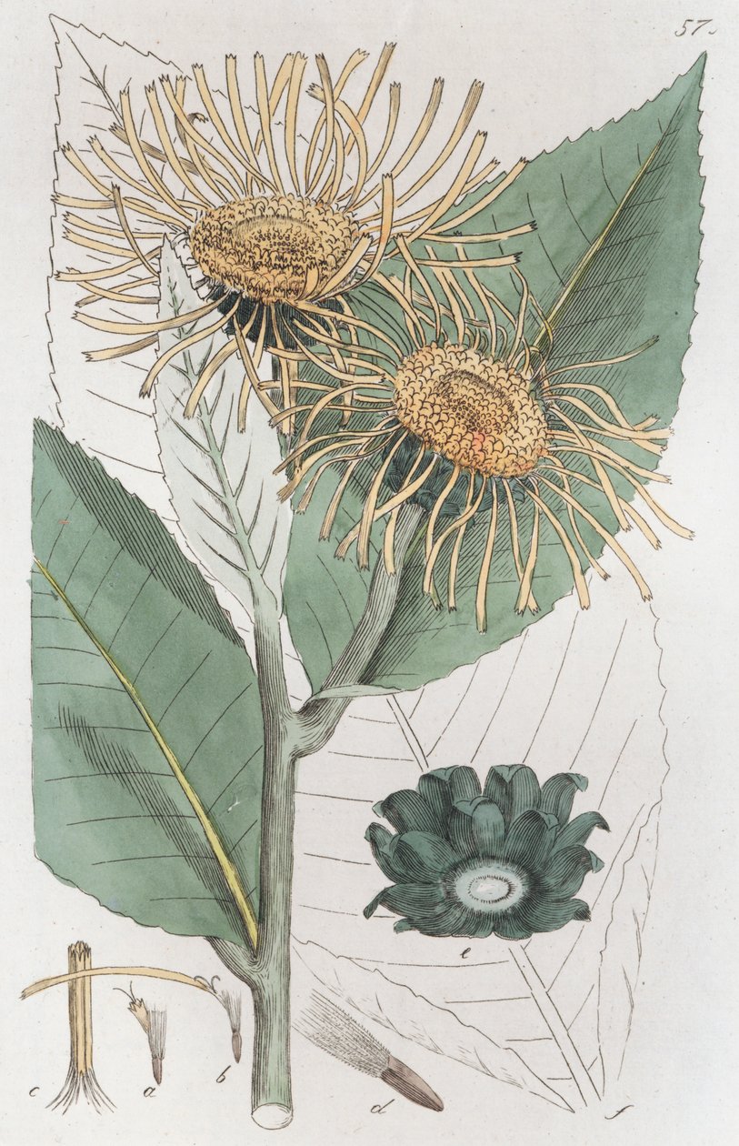 Elecampane Inula Helenium by Johan Wilhelm Palmstruch