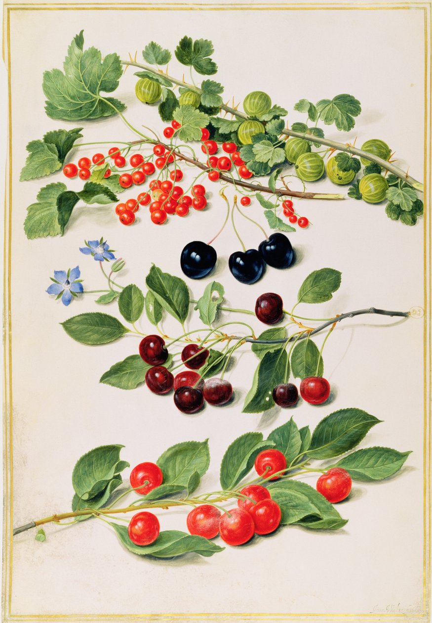 Gooseberries, Cherries and Redcurrants, 1661 by Johann Jakob Walther