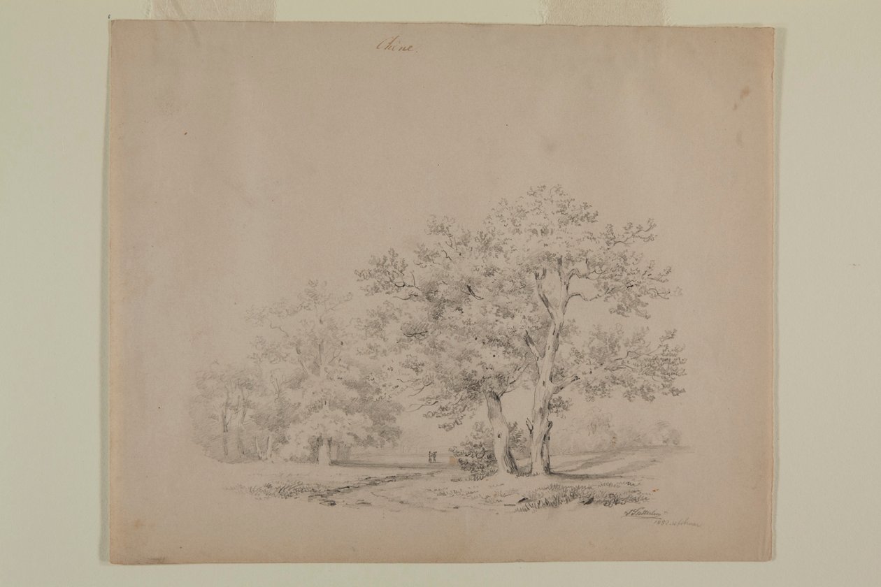 Drawing of Oak Trees by Johann Sutterlin by Johann Sutterlin