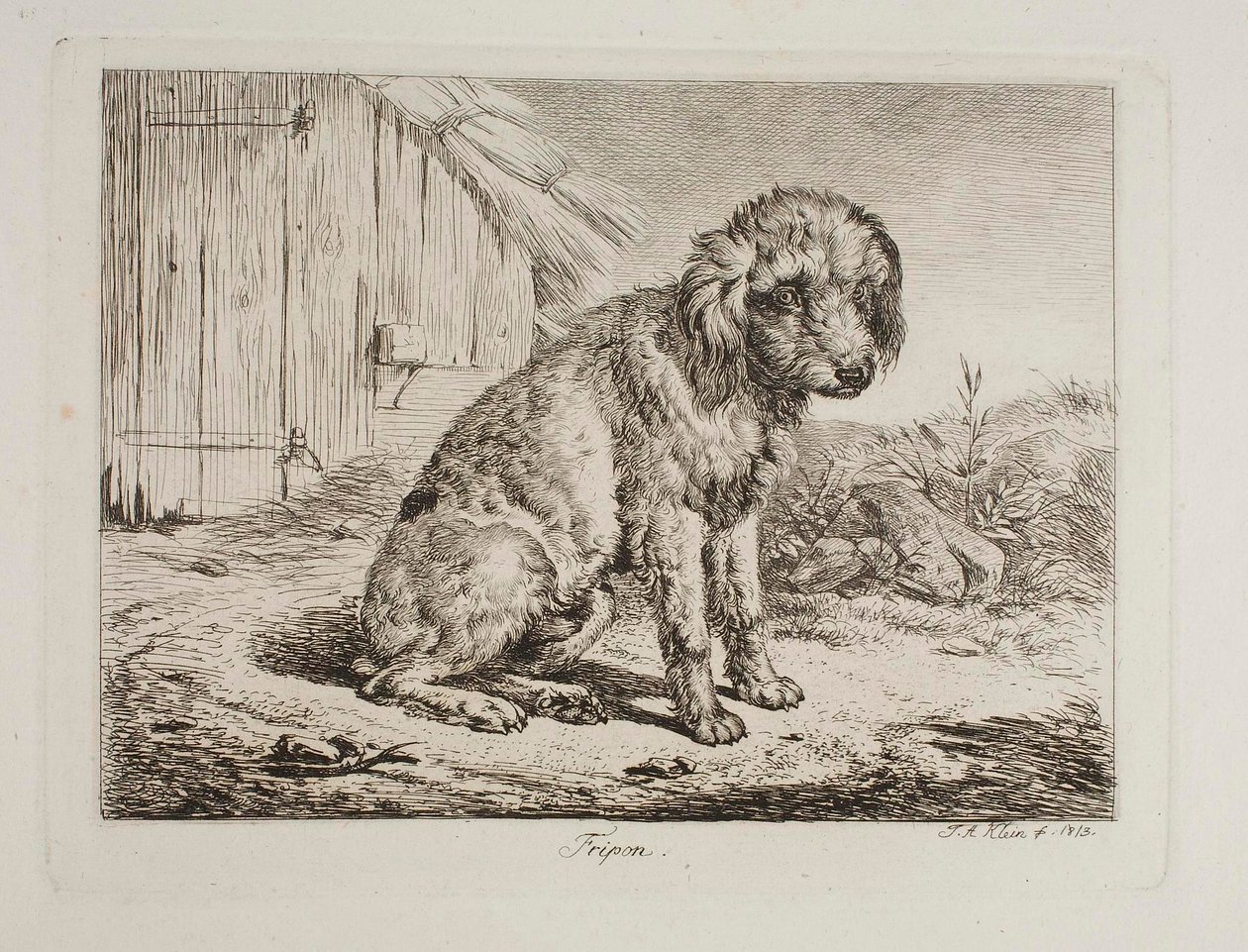 The Poodle Fripon by Johann Adam Klein