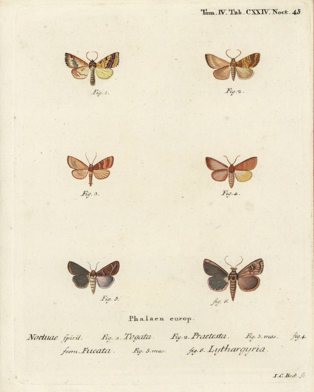 Barred sallow, Tileacea aurago, and clay moth, Mythimna ferrago. Handcoloured copperplate engraving by Johann Carl Bock after Eugenius Johann Christoph Esper’s Die Schmetterlinge in Abbildungen nach der Natur, Erlangen by Johann Carl Bock