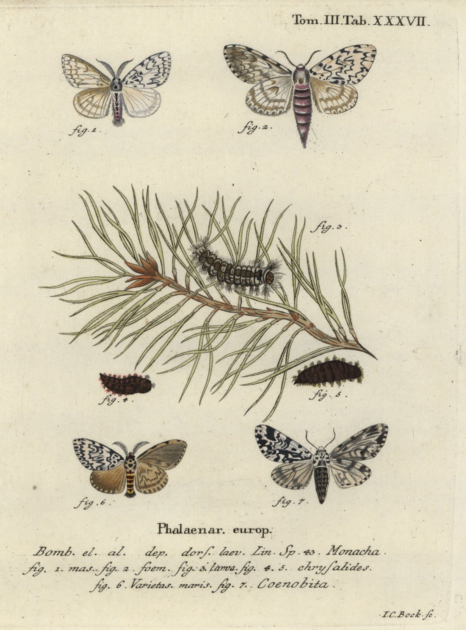 Black Arches and Owlet Moth by Johann Carl Bock