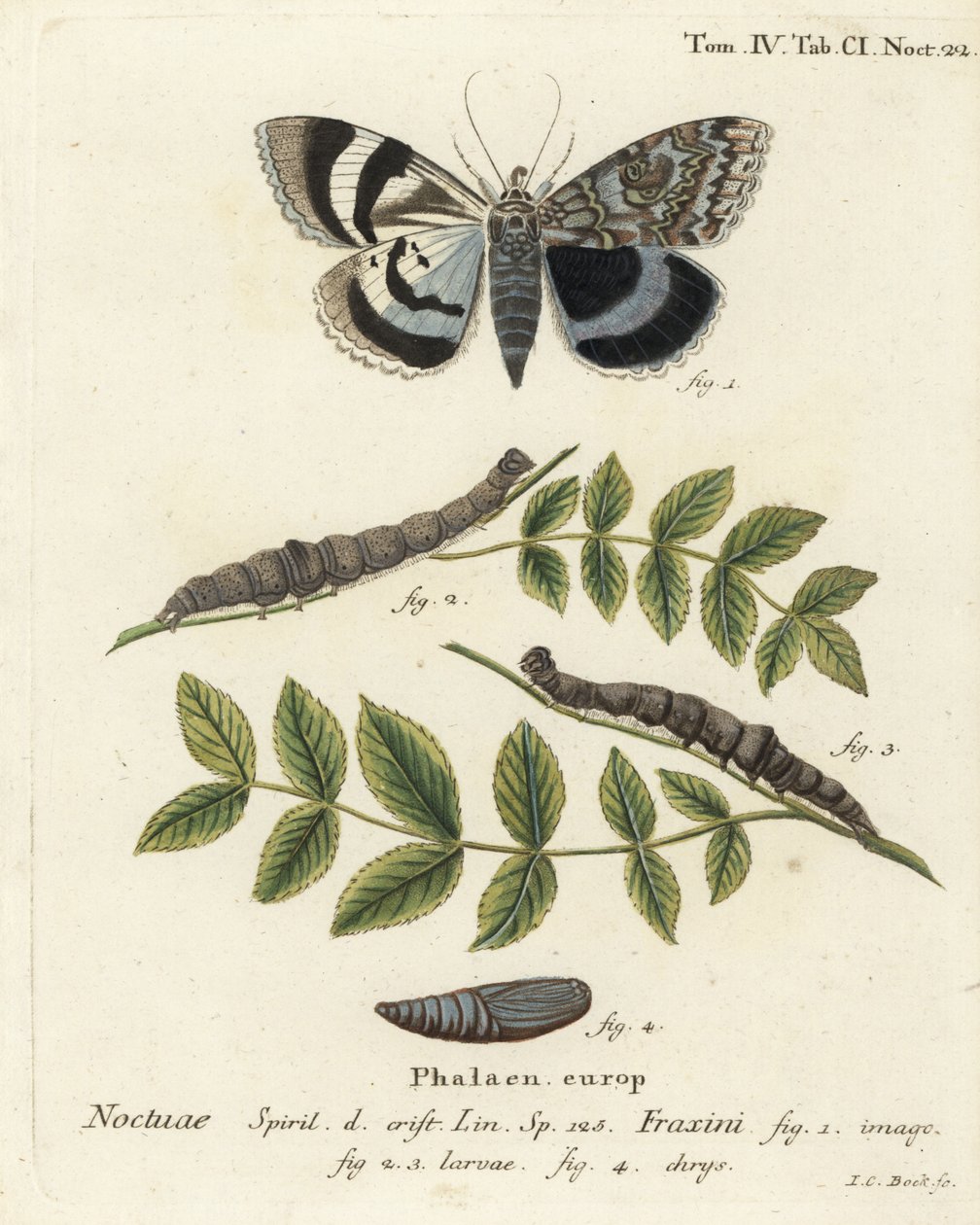 Blue Underwing Moth or Clifden Nonpareil. Handcoloured Copperplate Engraving by Johann Carl Bock by Johann Carl Bock