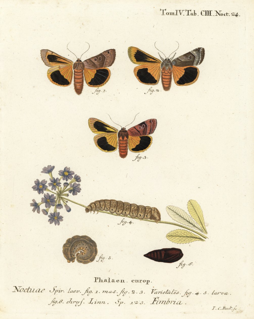 Broad-Bordered Yellow Underwing. Handcoloured Copperplate Engraving by Johann Carl Bock after Eugenius Johann Christoph Esper’s Die Schmetterlinge in Abbildungen nach der Natur, Erlangen by Johann Carl Bock