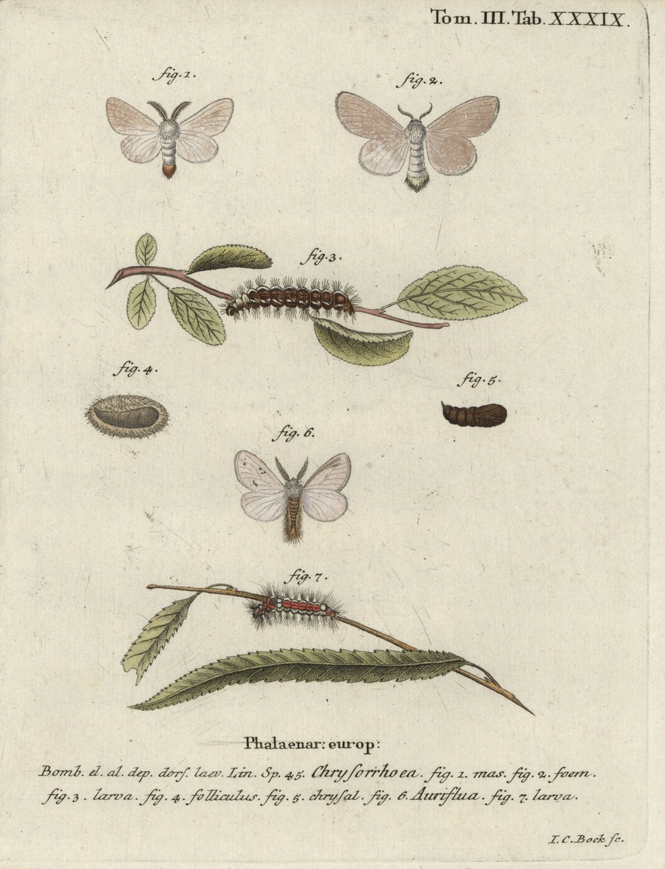 Brown-tail moth, Euproctis chrysorrhoea by Johann Carl Bock