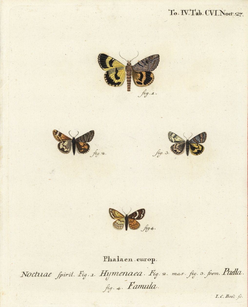 Catocala Hymenaea, Amerila Puella, and Isturgia Famula Moths (Illustration from Die Schmetterlinge) by Johann Carl Bock