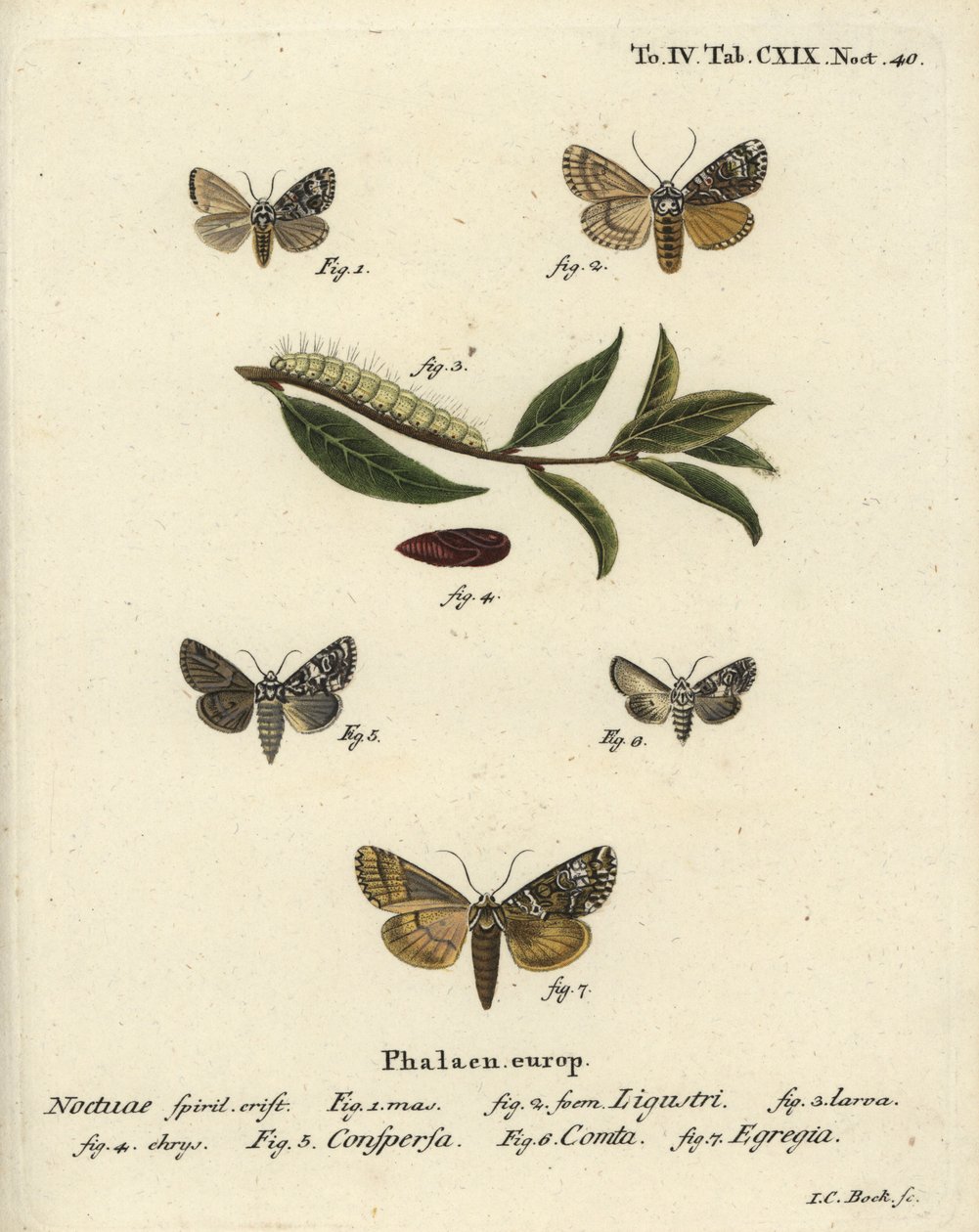 Coronet Moth, Marbled Coronet, Varied Coronet, and Green Arches (Illustration from Die Schmetterlinge) by Johann Carl Bock