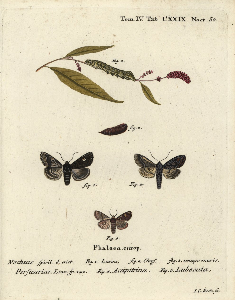 Dot, Melanchra persicariae, and Dryobota labecula. Handcoloured copperplate engraving by Johann Carl Bock after Eugenius Johann Christoph Esper’s Die Schmetterlinge in Abbildungen nach der Natur, Erlangen by Johann Carl Bock