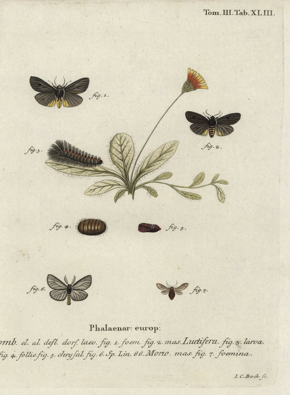 Epatolmis caesarea and Penthophera morio moths by Johann Carl Bock
