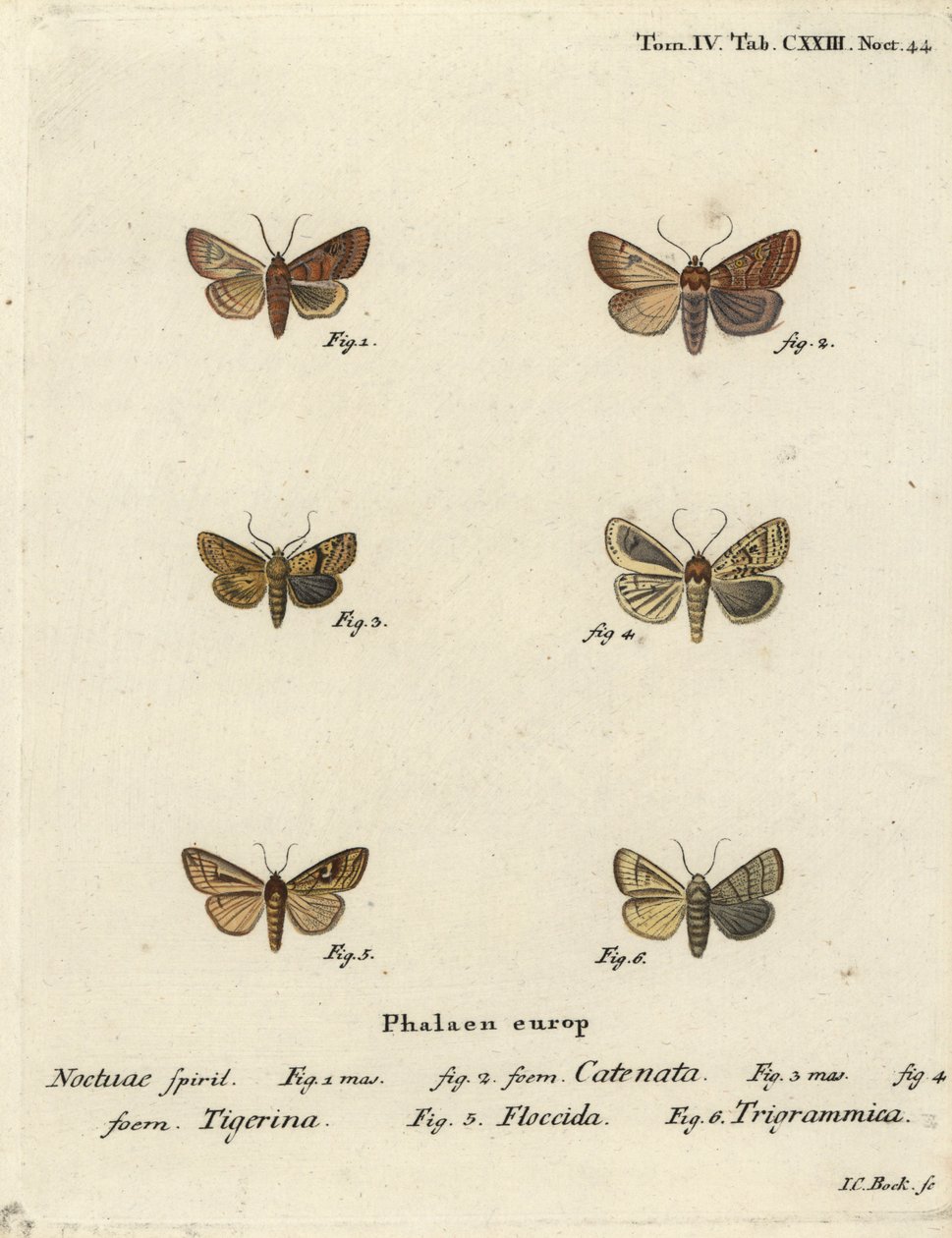 Flounced chestnut, Agrochola helvola, dotted chestnut, Conistra rubiginea, brown-line bright-eye, Mythimna conigera, and treble lines, Charanyca trigrammica. Handcoloured copperplate engraving by Johann Carl Bock after Eugenius Johann Christoph Esper by Johann Carl Bock