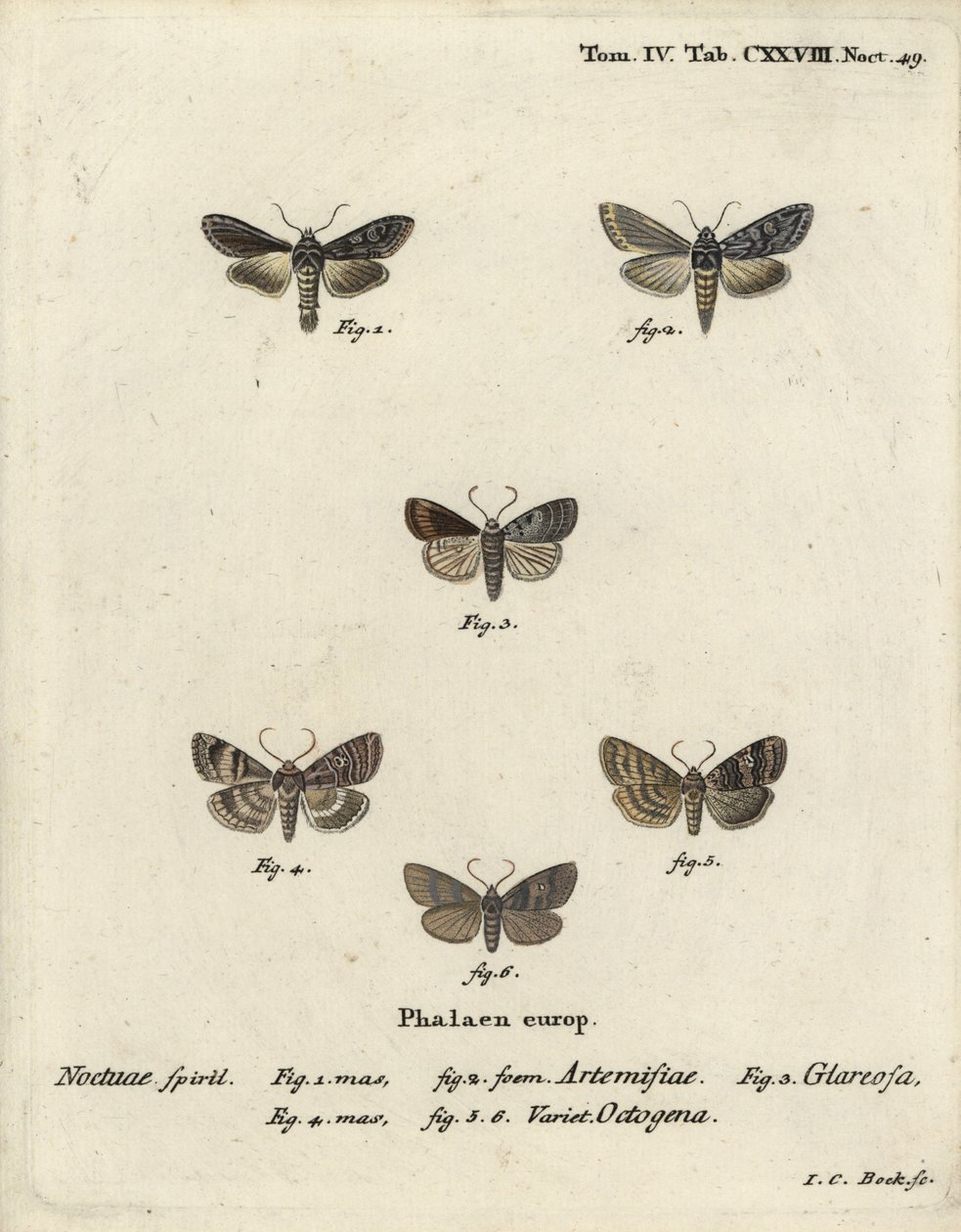 Green Silver-Spangled Shark, Cucullia Argentea, Autumnal Rustic, Eugnorisma Glareosa, Figure of Eighty, Tethea Ocularis. Handcoloured Copperplate Engraving by Johann Carl Bock after Eugenius Johann Christoph Esper’s Die Schmetterlinge in Abbildungen by Johann Carl Bock