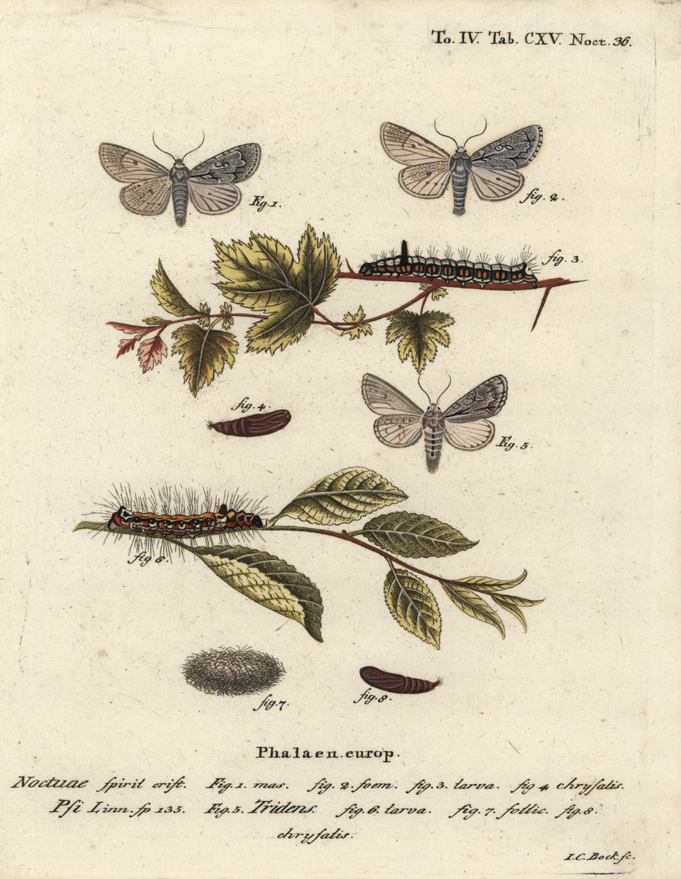 Grey dagger, Acronicta psi 1-4, and dark dagger, Acronicta tridens 5-8. Handcoloured copperplate engraving by Johann Carl Bock after Eugenius Johann Christoph Esper’s Die Schmetterlinge in Abbildungen nach der Natur, Erlangen by Johann Carl Bock