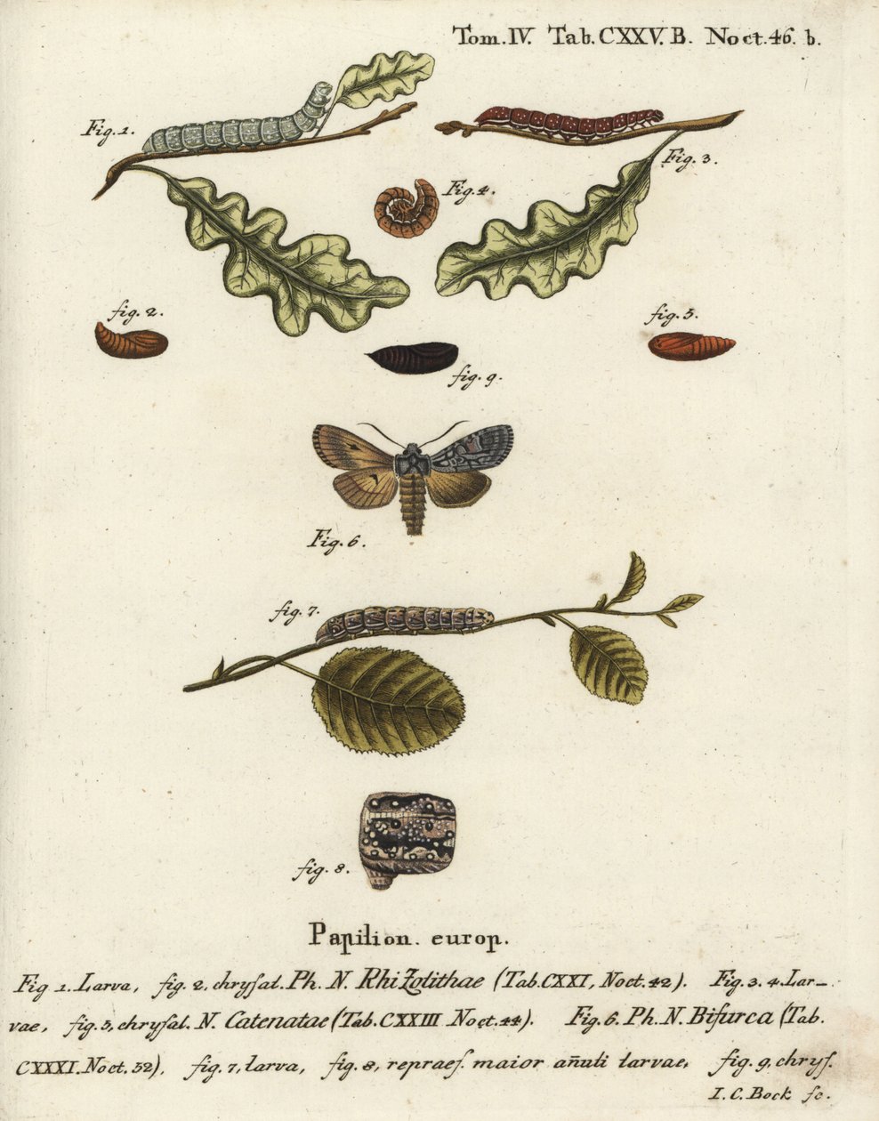 Grey Shoulder Knot, Lithophane Ornitopus, Flounced Chestnut, Agrochola Helvola, Conformist, Lithophane Furcifera. Handcoloured Copperplate Engraving by Johann Carl Bock after Eugenius Johann Christoph Esper’s Die Schmetterlinge in Abbildungen by Johann Carl Bock