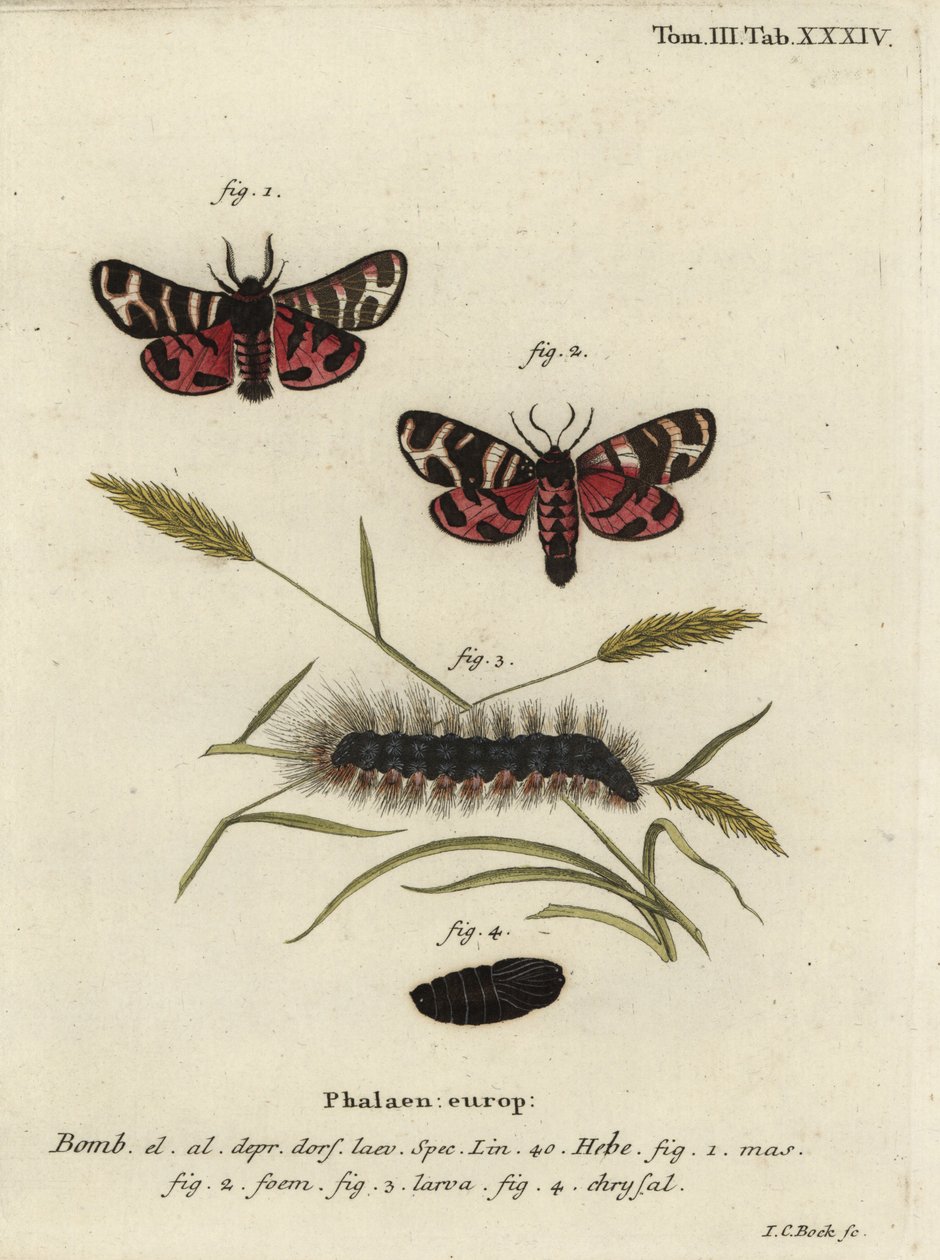 Hebe Tiger Moth, Arctia Festiva by Johann Carl Bock