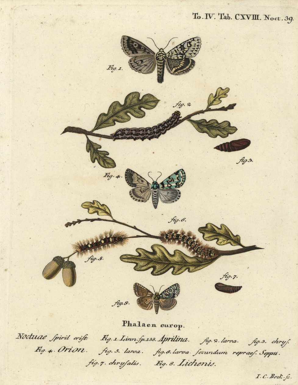 Merveille du jour, Dichonia aprilina 1-4, scarce merveille du jour, Moma alpium 5-7, and marbled green, Cryphia muralis 8. Handcoloured copperplate engraving by Johann Carl Bock after Eugenius Johann Christoph Esper’s Die Schmetterlinge in Abbildungen nach by Johann Carl Bock