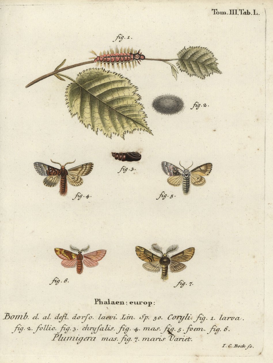 Nut-Tree Tussock and Plumed Prominent by Johann Carl Bock