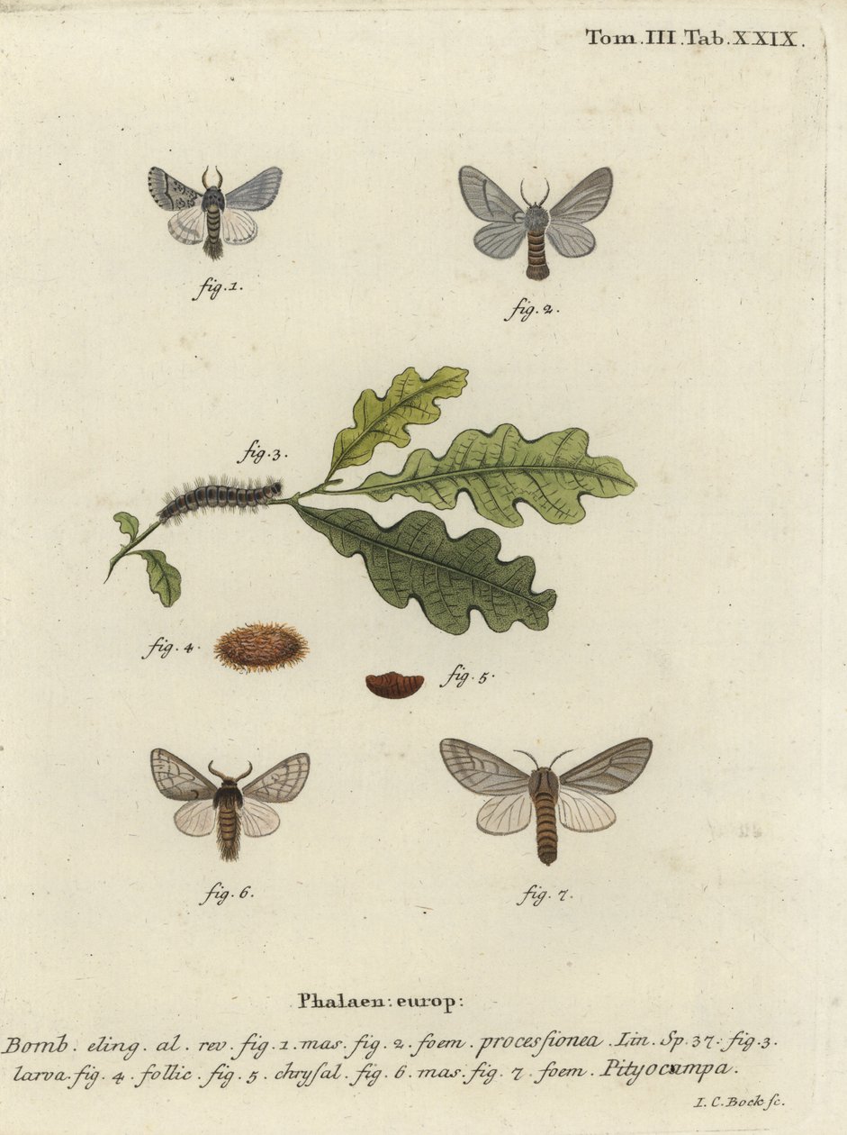 Oak processionary moth, Thaumetopoea processionea by Johann Carl Bock