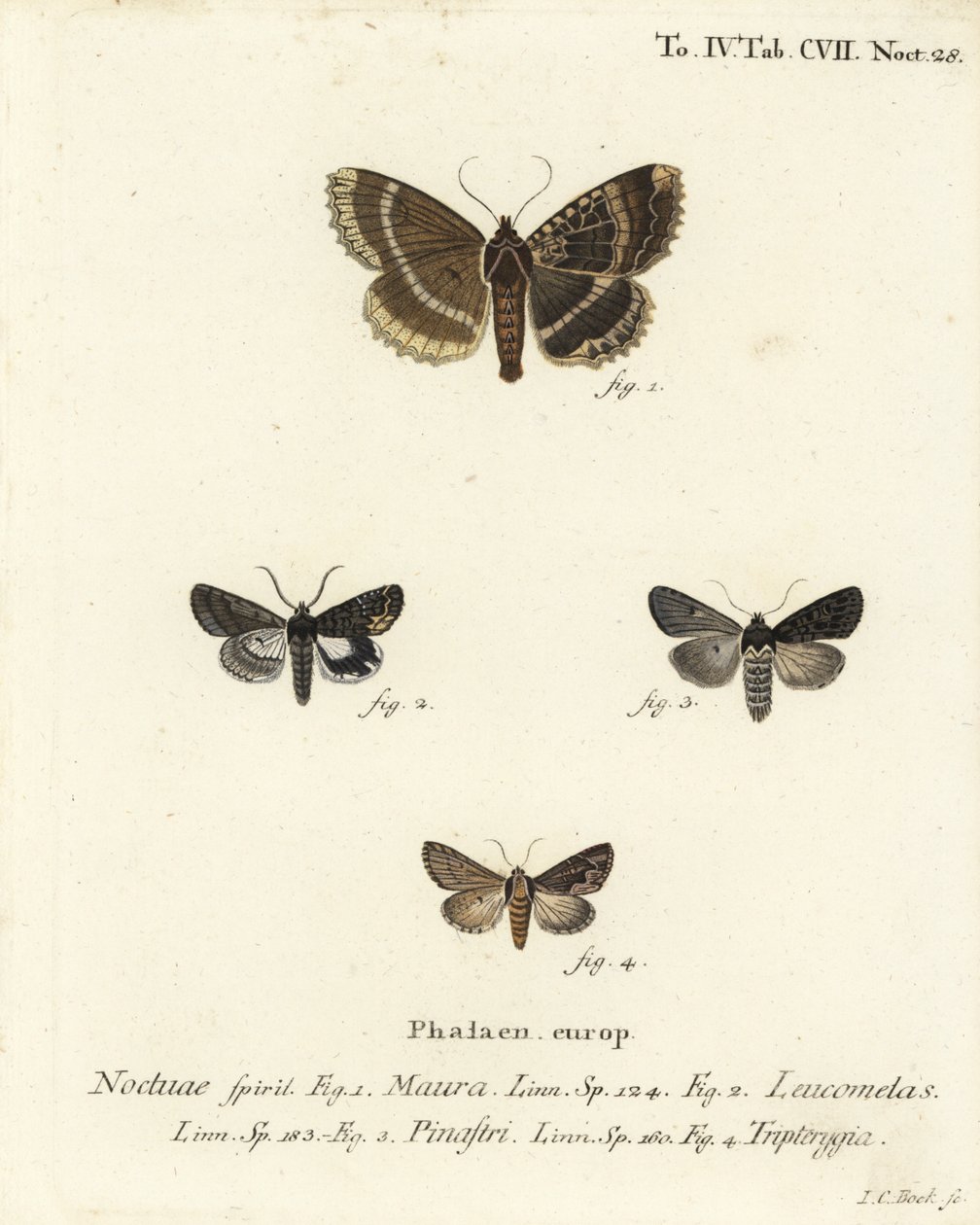 Old Lady or Black Underwing, Eastern Alchymist, and Dypterygia Scabriuscula. Handcoloured Copperplate Engraving by Johann Carl Bock by Johann Carl Bock