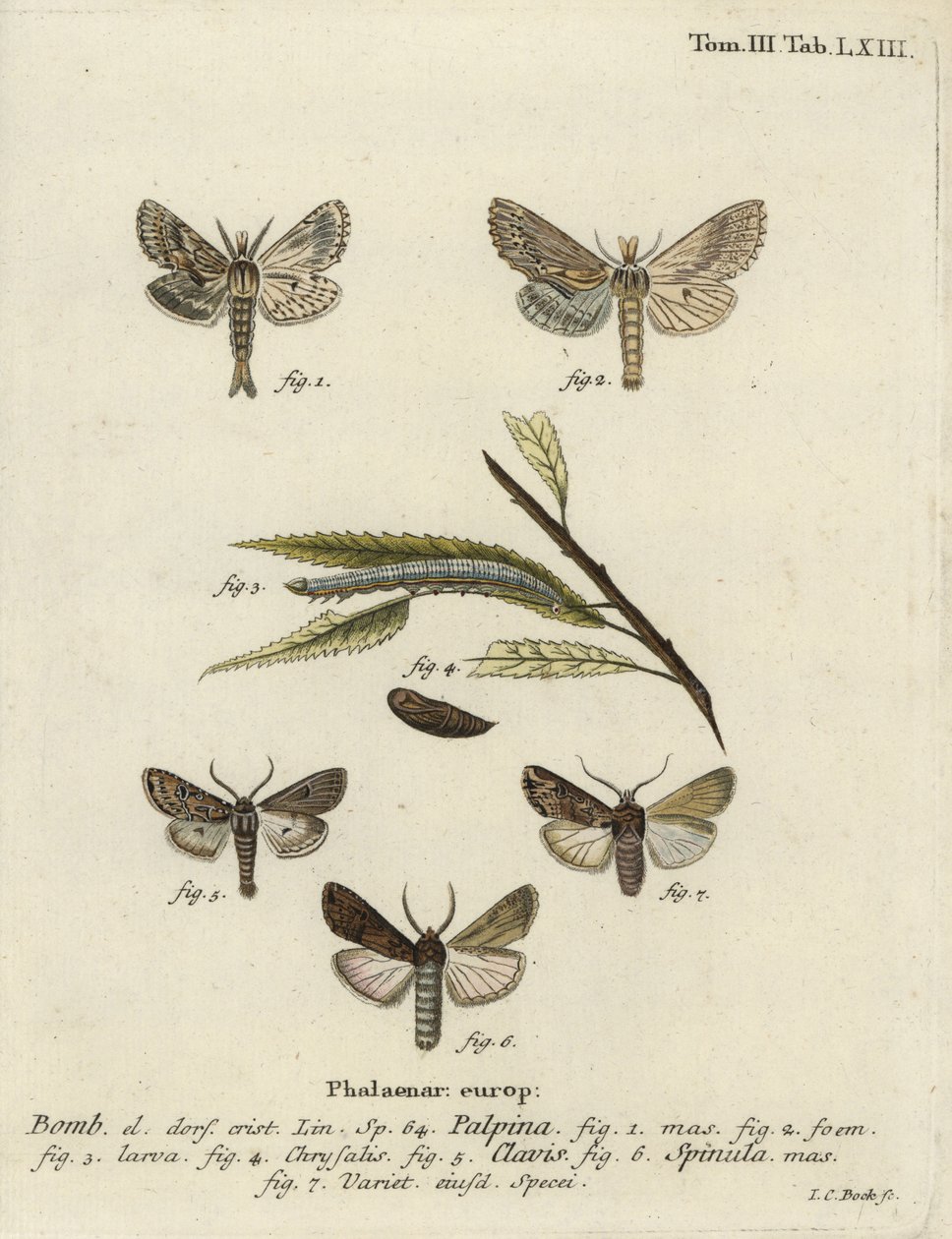 Pale prominent, heart and club, and dark sword-grass by Johann Carl Bock