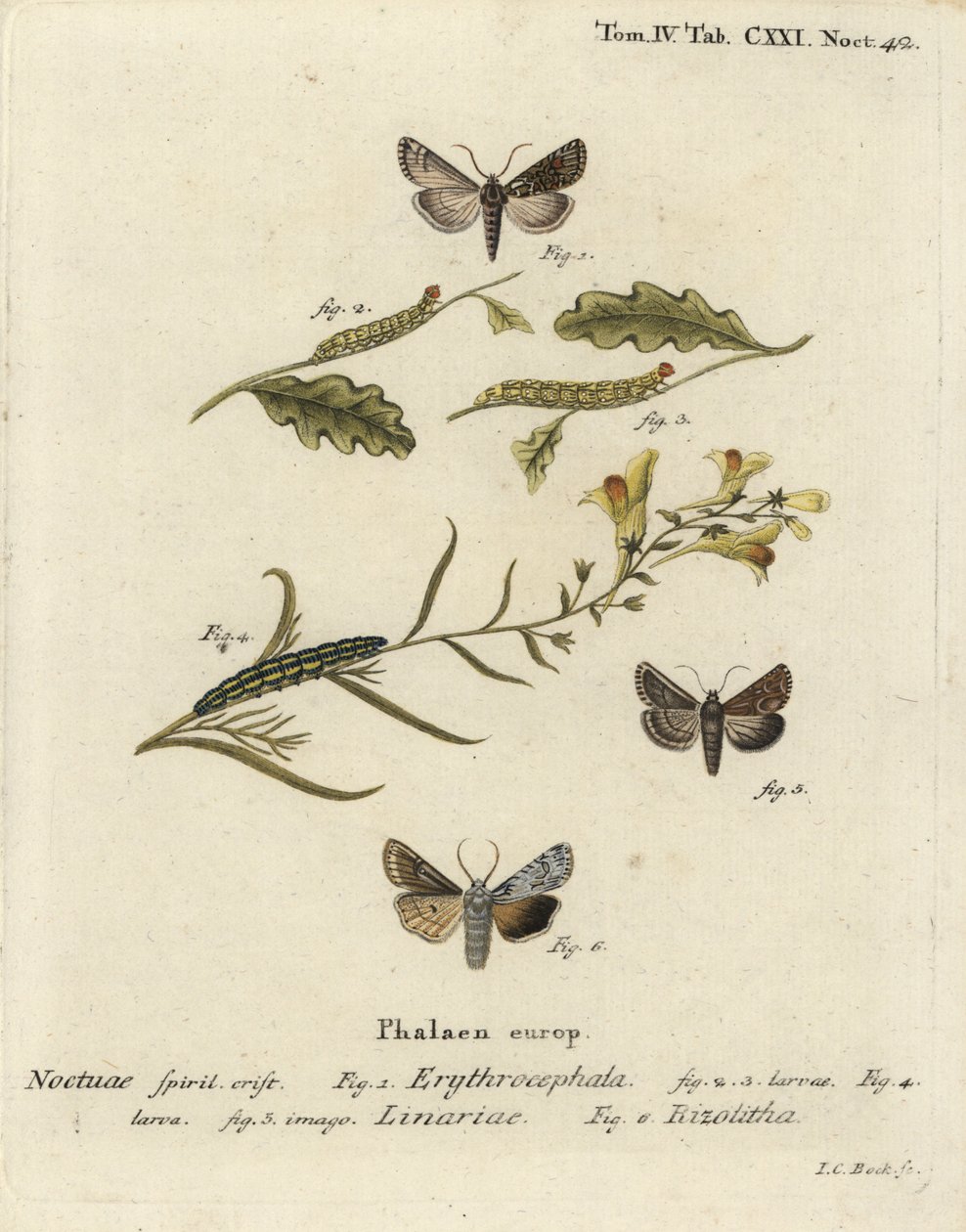 Red-headed chestnut, Conistra erythrocephala 1-4, toadflax brocade, Calophasia lunula 5 and grey shoulder knot, Lithophane ornitopus 6. Handcoloured copperplate engraving by Johann Carl Bock after Eugenius Johann Christoph Esper’s Die Schmetterlinge in Abb by Johann Carl Bock