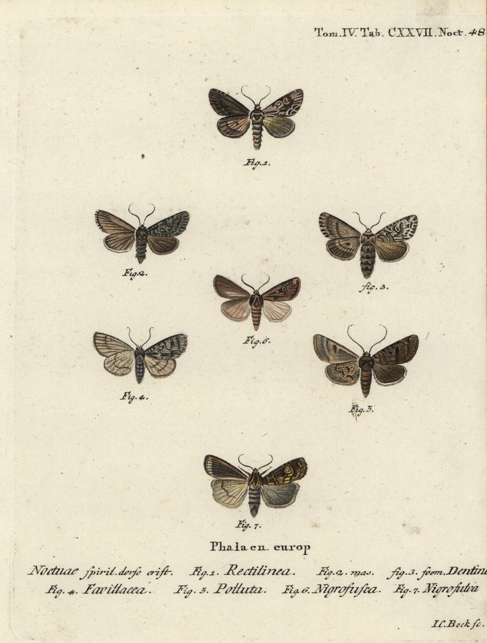 Saxon Moth, Shears Moth, Marsh Dagger, Brown-Spot Pinion, White-Line Dart, Opigena Polygona. Handcoloured Copperplate Engraving by Johann Carl Bock by Johann Carl Bock