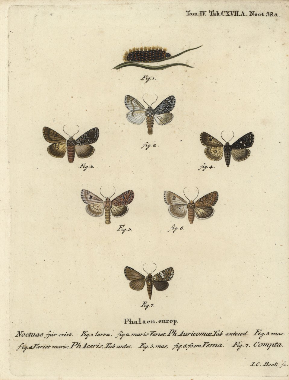 Scarce dagger, Acronicta auricoma 1-3, sycamore moth, Acronicta aceris, nutmeg moth 4,5, Hadula trifolii 6 and varied coronet, Hadena compta 7. Handcoloured copperplate engraving by Johann Carl Bock after Eugenius Johann Christoph Esper’s Die Schmetterling by Johann Carl Bock