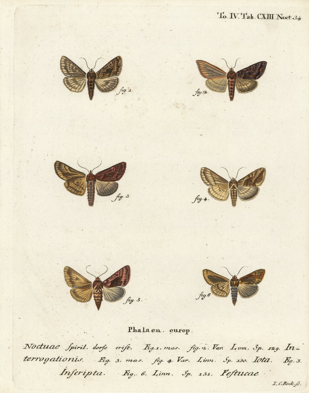 Scarce Silver Y, Plain Golden Y, and Gold Spot (Illustration from Die Schmetterlinge) by Johann Carl Bock